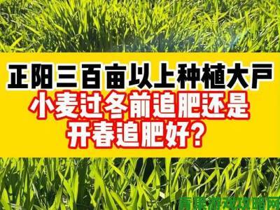 邻居家的麦子比自家多收三成差距究竟在哪里