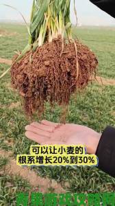 邻居家的麦子比自家多收三成差距究竟在哪里