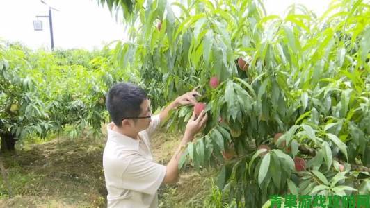 反馈|水蜜桃3种植技术公开果农实地试验后直言效益翻倍